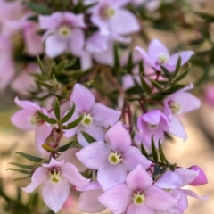 Boronia pinnata (Pinnate Boronia) at Bundanoon, NSW - 19 Sep 2021 by Aussiegall