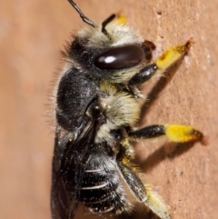 Pseudoanthidium (Immanthidium) repetitum (African carder bee) at Evatt, ACT - 12 Apr 2014 by TimL