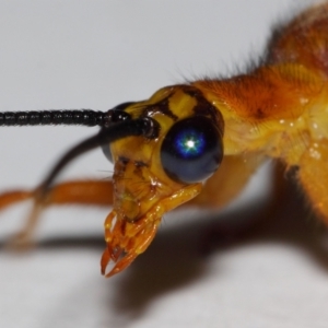 Nymphes myrmeleonoides at Evatt, ACT - 28 Dec 2015