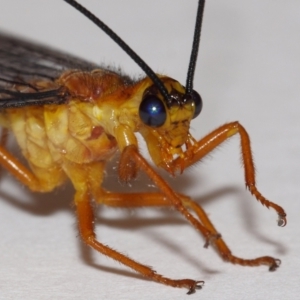 Nymphes myrmeleonoides at Evatt, ACT - 28 Dec 2015