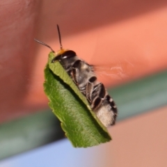 Megachile (Eutricharaea) maculariformis at Evatt, ACT - 2 Dec 2016 01:36 PM