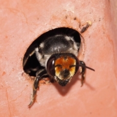 Megachile (Eutricharaea) maculariformis at Evatt, ACT - 2 Dec 2016 01:36 PM