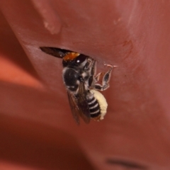 Megachile (Eutricharaea) maculariformis at Evatt, ACT - 2 Dec 2016 01:36 PM