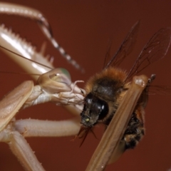 Archimantis sp. (genus) (Large Brown Mantis) at Evatt, ACT - 25 Jan 2015 by TimL