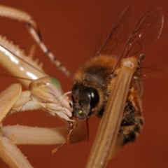 Archimantis sp. (genus) at Evatt, ACT - 25 Jan 2015