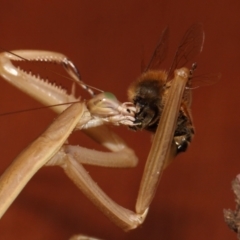 Archimantis sp. (genus) at Evatt, ACT - 25 Jan 2015