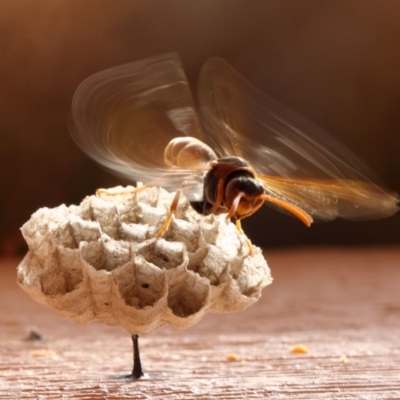 Polistes (Polistella) humilis (Common Paper Wasp) at Evatt, ACT - 8 Oct 2013 by TimL