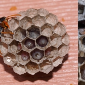 Polistes (Polistella) humilis at Evatt, ACT - 8 Oct 2013 06:17 PM