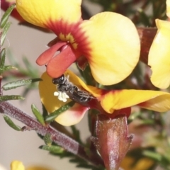 Lasioglossum (Chilalictus) sp. (genus & subgenus) (Halictid bee) at Bruce, ACT - 23 Sep 2021 by AlisonMilton