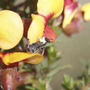 Lasioglossum (Chilalictus) sp. (genus & subgenus) at Bruce, ACT - 23 Sep 2021