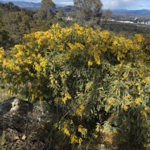 Acacia vestita at Red Hill, ACT - 21 Sep 2021