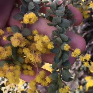 Acacia vestita at Red Hill, ACT - 21 Sep 2021