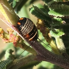 Ellipsidion sp. (genus) (A diurnal cockroach) at Garran, ACT - 21 Sep 2021 by NedJohnston