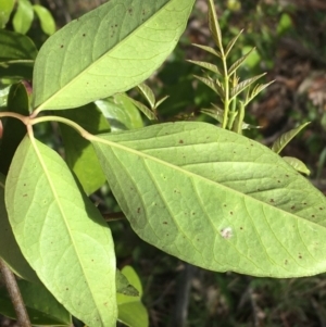 Pandorea pandorana at Garran, ACT - 21 Sep 2021 10:17 AM