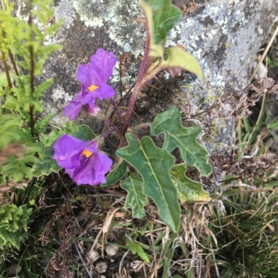 Solanum cinereum (Narrawa Burr) at Garran, ACT - 21 Sep 2021 by Ned_Johnston