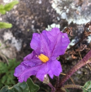 Solanum cinereum at Garran, ACT - 21 Sep 2021 10:18 AM