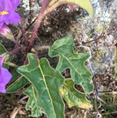 Solanum cinereum at Garran, ACT - 21 Sep 2021 10:18 AM