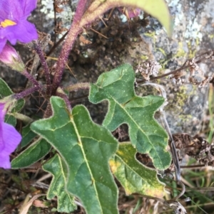 Solanum cinereum at Garran, ACT - 21 Sep 2021 10:18 AM