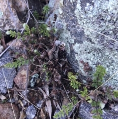 Cheilanthes distans (Bristly Cloak Fern) at Garran, ACT - 21 Sep 2021 by Ned_Johnston