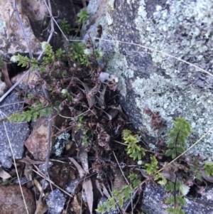 Cheilanthes distans at Garran, ACT - 21 Sep 2021 10:21 AM