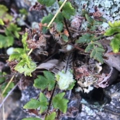 Cheilanthes distans at Garran, ACT - 21 Sep 2021