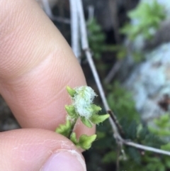 Cheilanthes distans at Garran, ACT - 21 Sep 2021 10:21 AM