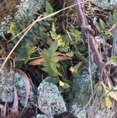 Pellaea calidirupium (Hot Rock Fern) at Garran, ACT - 21 Sep 2021 by Ned_Johnston