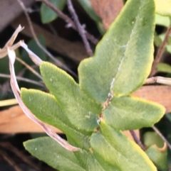 Pellaea calidirupium at Garran, ACT - 21 Sep 2021