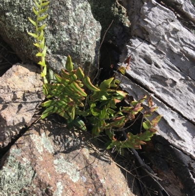 Pellaea calidirupium (Hot Rock Fern) at Garran, ACT - 21 Sep 2021 by NedJohnston