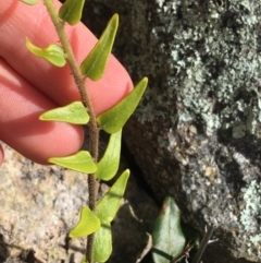 Pellaea calidirupium at Garran, ACT - 21 Sep 2021