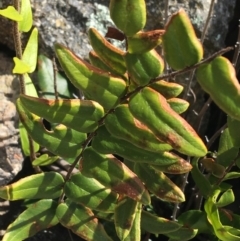 Pellaea calidirupium at Garran, ACT - 21 Sep 2021