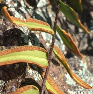 Pellaea calidirupium at Garran, ACT - 21 Sep 2021