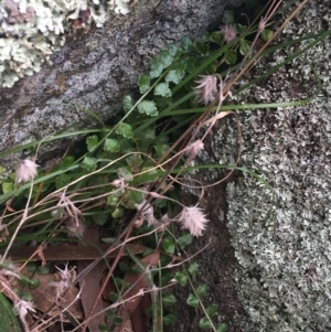 Asplenium flabellifolium at Garran, ACT - 21 Sep 2021 10:39 AM