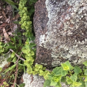 Scutellaria humilis at Garran, ACT - 21 Sep 2021 10:41 AM