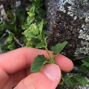 Scutellaria humilis at Garran, ACT - 21 Sep 2021