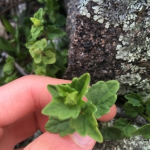 Scutellaria humilis at Garran, ACT - 21 Sep 2021