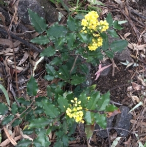 Berberis aquifolium at Garran, ACT - 21 Sep 2021