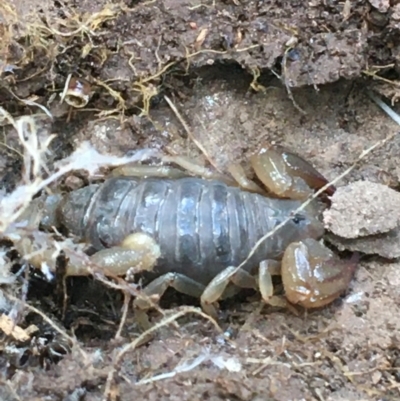 Urodacus manicatus (Black Rock Scorpion) at Garran, ACT - 21 Sep 2021 by NedJohnston