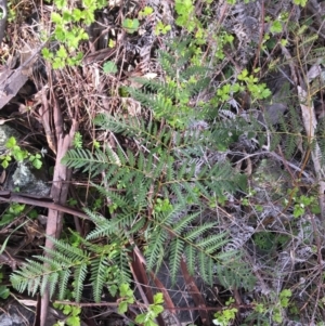 Pteridium esculentum at Garran, ACT - 21 Sep 2021