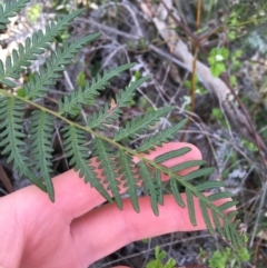 Pteridium esculentum at Garran, ACT - 21 Sep 2021