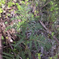 Pteridium esculentum at Garran, ACT - 21 Sep 2021