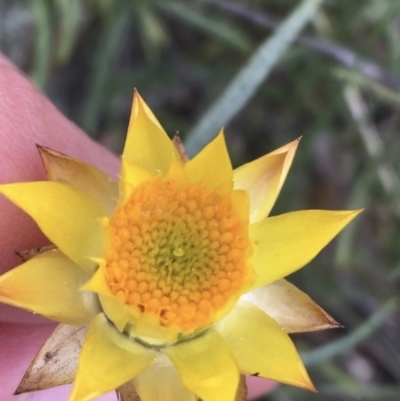 Xerochrysum viscosum (Sticky Everlasting) at Garran, ACT - 21 Sep 2021 by Ned_Johnston