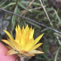 Xerochrysum viscosum at Garran, ACT - 21 Sep 2021