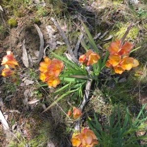 Freesia leichtlinii subsp. leichtlinii x Freesia leichtlinii subsp. alba at Garran, ACT - 21 Sep 2021 11:30 AM