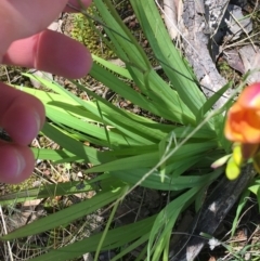 Freesia leichtlinii subsp. leichtlinii x Freesia leichtlinii subsp. alba at Garran, ACT - 21 Sep 2021 11:30 AM