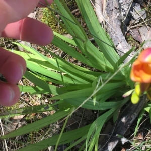 Freesia leichtlinii subsp. leichtlinii x Freesia leichtlinii subsp. alba at Garran, ACT - 21 Sep 2021