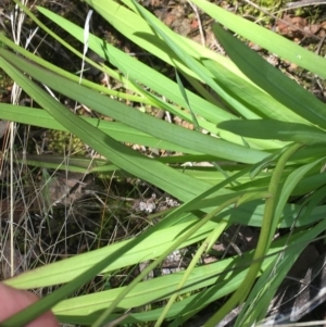 Freesia leichtlinii subsp. leichtlinii x Freesia leichtlinii subsp. alba at Garran, ACT - 21 Sep 2021 11:30 AM