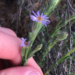 Vittadinia cuneata var. cuneata at Red Hill, ACT - 21 Sep 2021