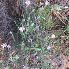 Vittadinia cuneata var. cuneata at Red Hill, ACT - 21 Sep 2021