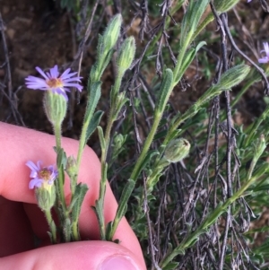 Vittadinia cuneata var. cuneata at Red Hill, ACT - 21 Sep 2021